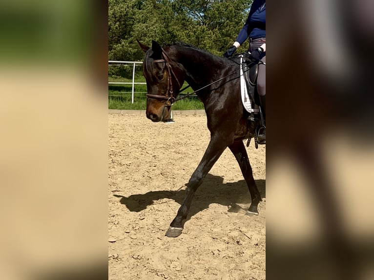 Trakehner Wallach 3 Jahre 162 cm Brauner in Eickhof