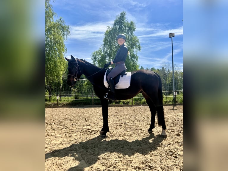 Trakehner Wallach 3 Jahre 162 cm Brauner in Eickhof