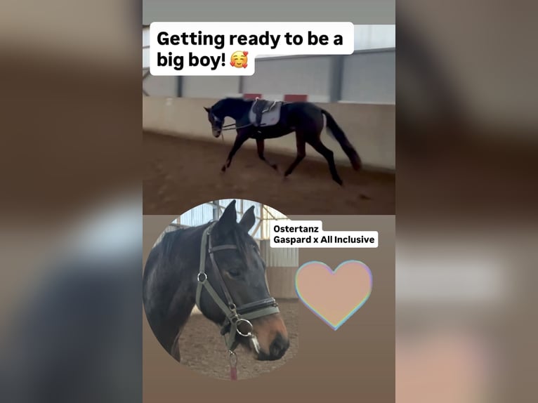 Trakehner Wallach 3 Jahre 162 cm Brauner in Freren