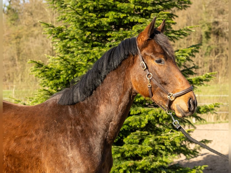 Trakehner Wallach 3 Jahre 162 cm Brauner in Nübbel
