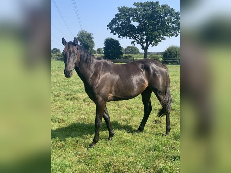 Trakehner Wallach 3 Jahre 162 cm Schwarzbrauner in Leer (Ostfriesland)