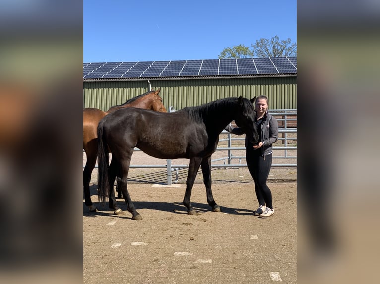 Trakehner Wallach 3 Jahre 162 cm Schwarzbrauner in Leer (Ostfriesland)