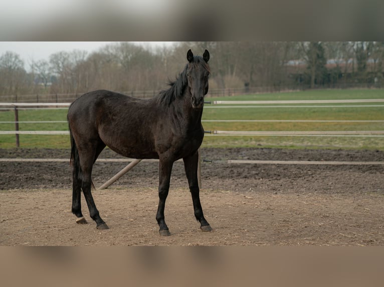 Trakehner Wallach 3 Jahre 162 cm Schwarzbrauner in Leer (Ostfriesland)