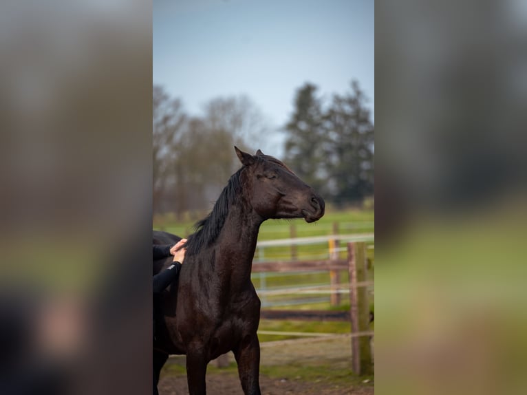 Trakehner Wallach 3 Jahre 162 cm Schwarzbrauner in Leer (Ostfriesland)