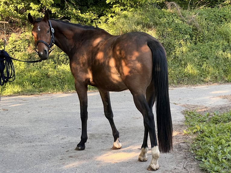 Trakehner Wallach 3 Jahre 163 cm Brauner in &#xD6;stringen