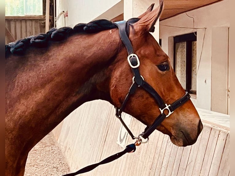 Trakehner Wallach 3 Jahre 163 cm Brauner in &#xD6;stringen