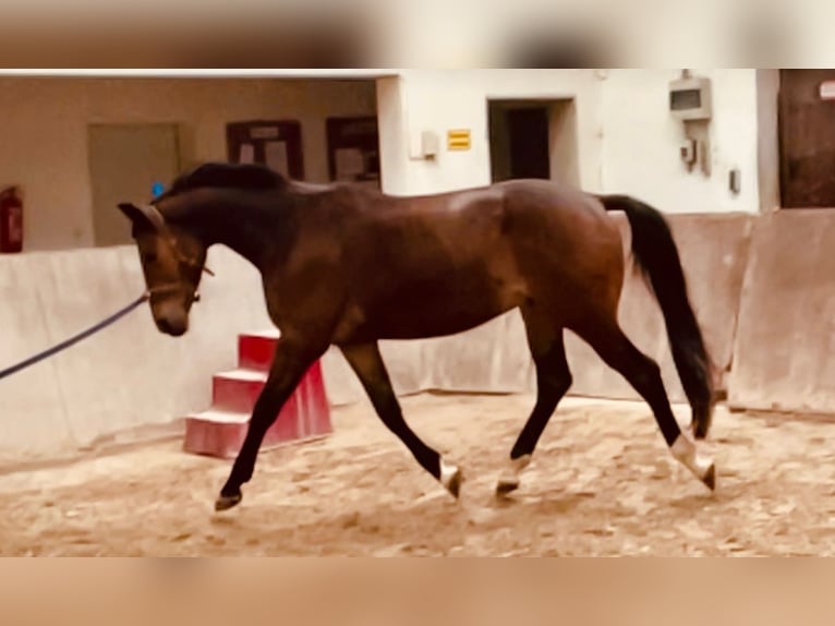 Trakehner Wallach 3 Jahre 163 cm Brauner in &#xD6;stringen