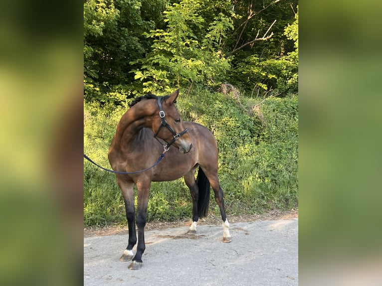 Trakehner Wallach 3 Jahre 163 cm Brauner in &#xD6;stringen