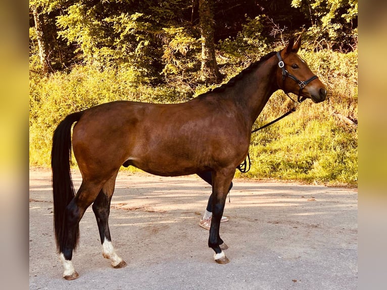 Trakehner Wallach 3 Jahre 163 cm Brauner in &#xD6;stringen