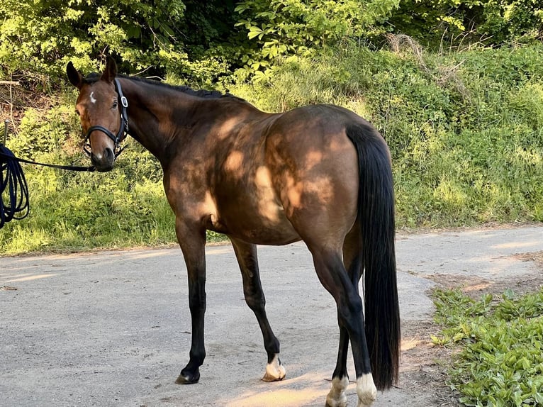 Trakehner Wallach 3 Jahre 163 cm Brauner in &#xD6;stringen&#xD6;stringen