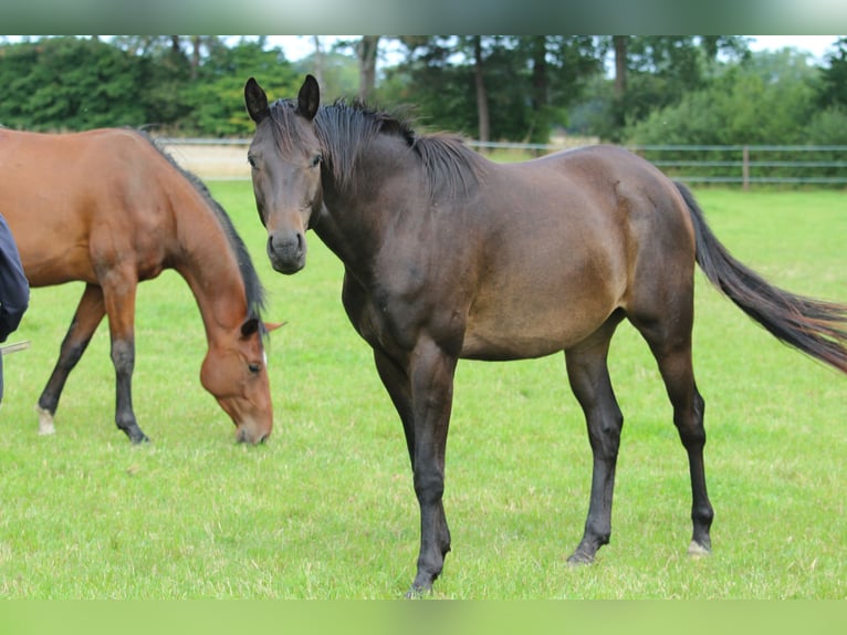 Trakehner Wallach 3 Jahre 163 cm Dunkelbrauner in Westerstede