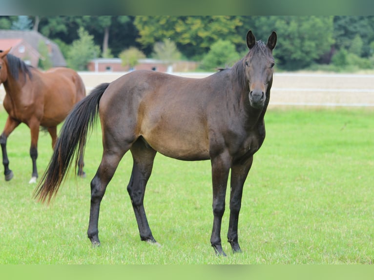 Trakehner Wallach 3 Jahre 163 cm Dunkelbrauner in Westerstede