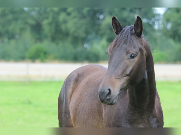 Trakehner Wallach 3 Jahre 163 cm Dunkelbrauner in Westerstede