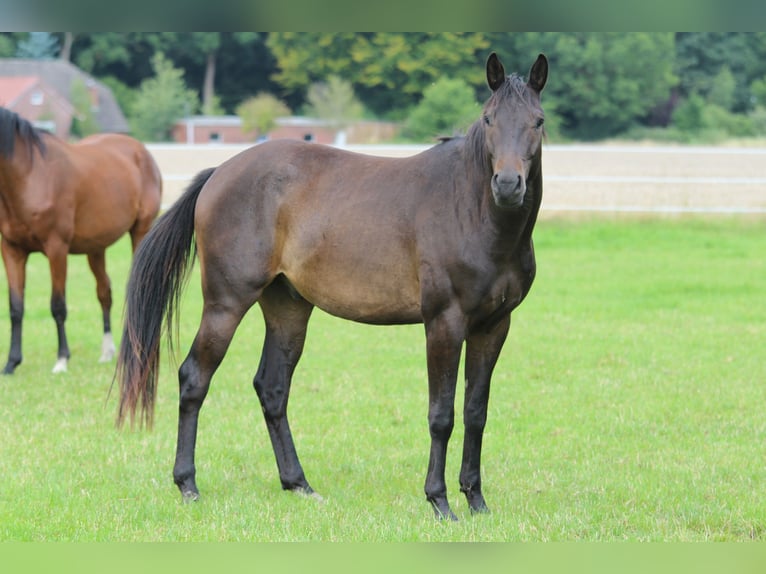 Trakehner Wallach 3 Jahre 163 cm Dunkelbrauner in Westerstede