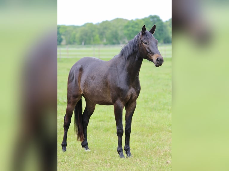 Trakehner Wallach 3 Jahre 163 cm Dunkelbrauner in Westerstede
