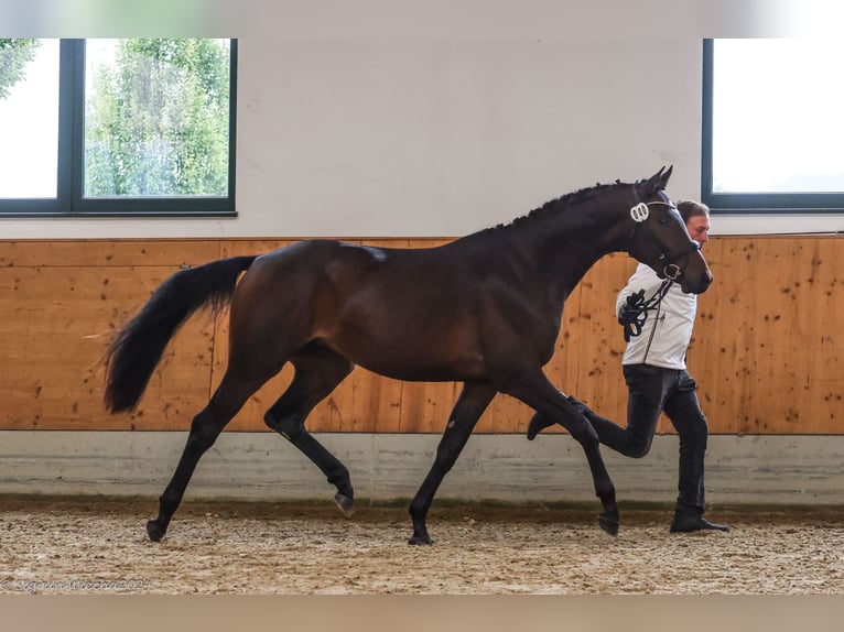 Trakehner Wallach 3 Jahre 163 cm Dunkelbrauner in Alsfeld
