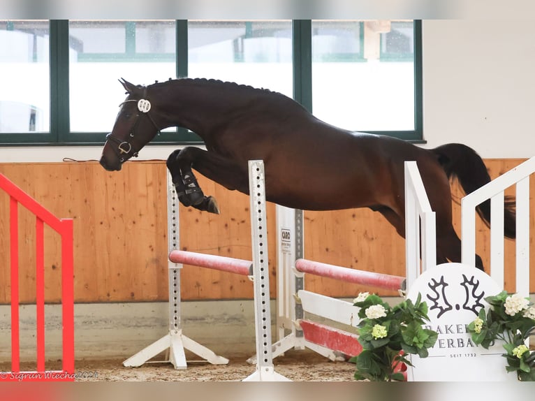 Trakehner Wallach 3 Jahre 163 cm Dunkelbrauner in Alsfeld
