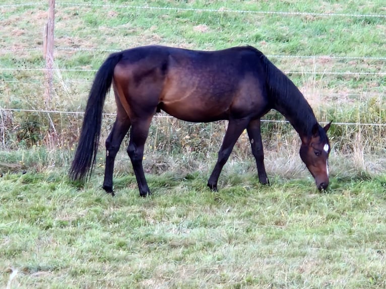 Trakehner Wallach 3 Jahre 163 cm Dunkelbrauner in Alsfeld