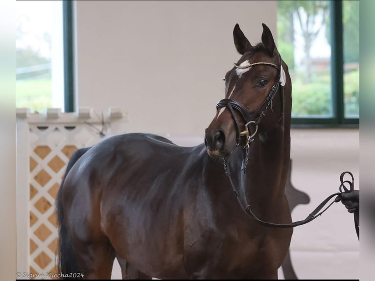 Trakehner Wallach 3 Jahre 163 cm Dunkelbrauner in Alsfeld