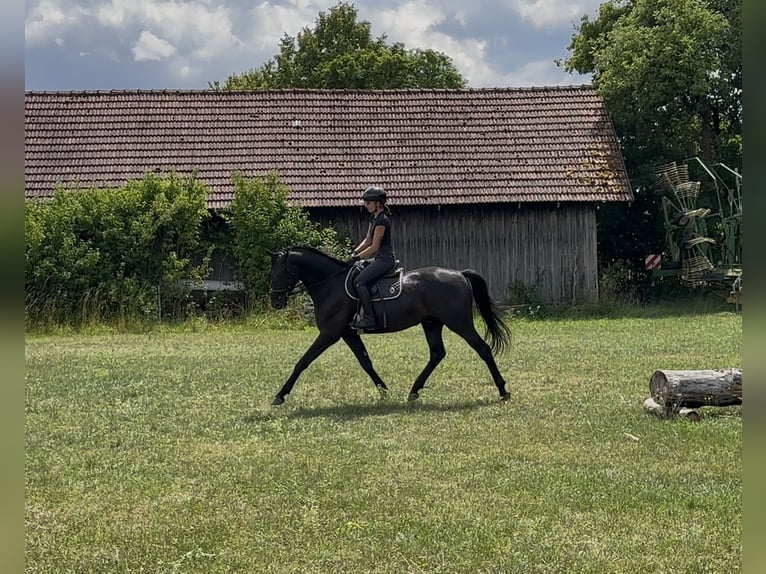Trakehner Mix Wallach 3 Jahre 163 cm Rappe in Beratzhausen