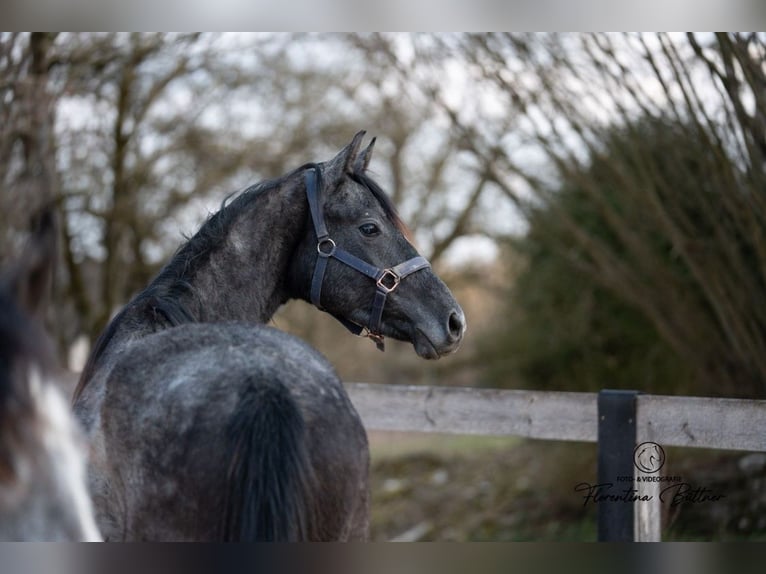 Trakehner Wallach 3 Jahre 163 cm Schimmel in Raguhn