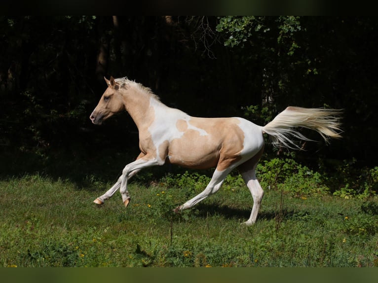 Trakehner Wallach 3 Jahre 164 cm Schecke in Lüdersdorf