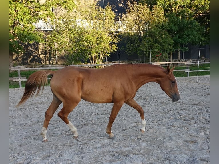Trakehner Wallach 3 Jahre 165 cm Fuchs in Ruila