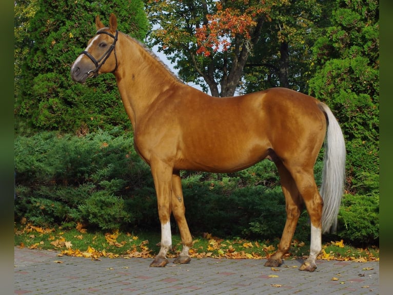Trakehner Wallach 3 Jahre 165 cm Fuchs in Ruila