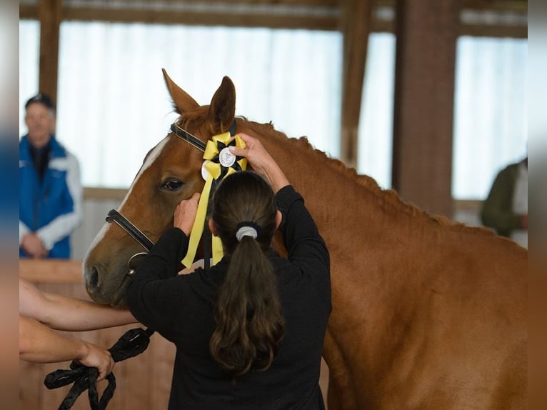 Trakehner Wallach 3 Jahre 165 cm Fuchs in Ruila