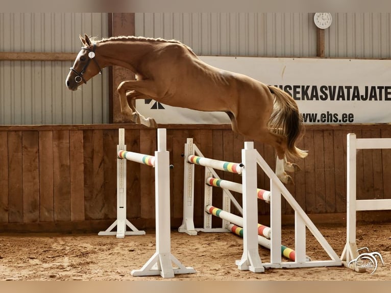 Trakehner Wallach 3 Jahre 165 cm Fuchs in Ruila
