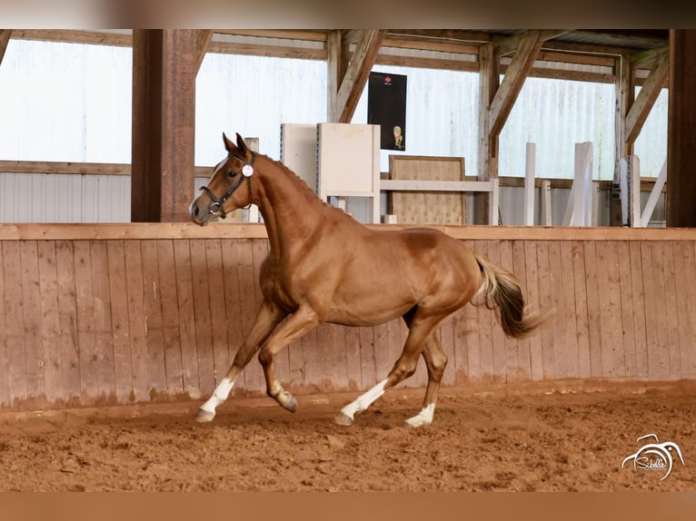 Trakehner Wallach 3 Jahre 165 cm Fuchs in Ruila