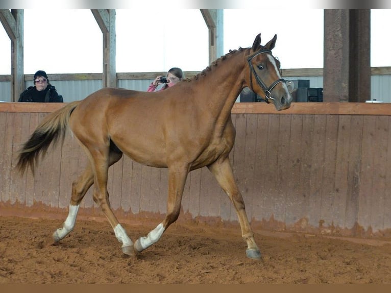 Trakehner Wallach 3 Jahre 165 cm Fuchs in Ruila