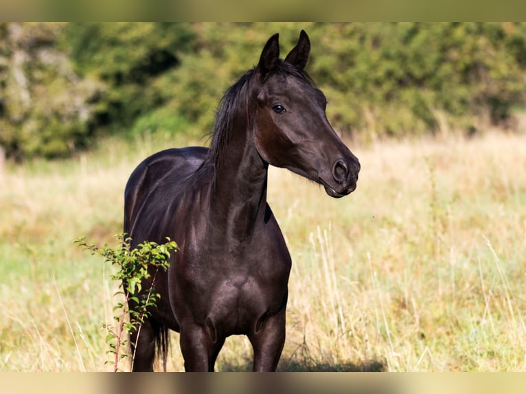 Trakehner Wallach 3 Jahre 165 cm Rappe in Sankt Wendel