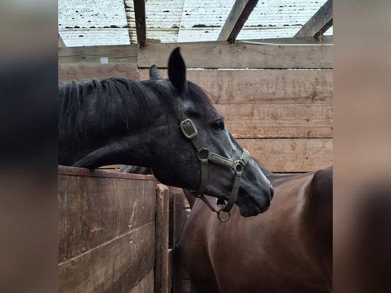Trakehner Wallach 3 Jahre 165 cm Schimmel in Kurtscheid