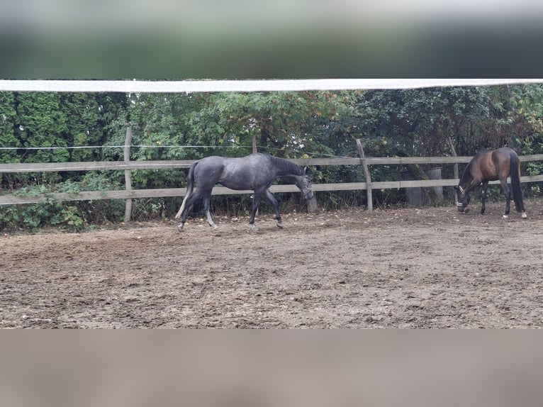 Trakehner Wallach 3 Jahre 165 cm Schimmel in Kurtscheid