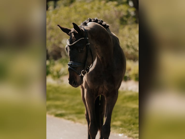 Trakehner Wallach 3 Jahre 166 cm Schwarzbrauner in Nidderau