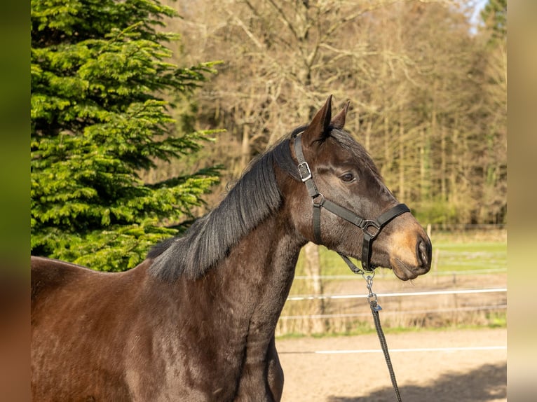 Trakehner Wallach 3 Jahre 166 cm Schwarzbrauner in Nübbel
