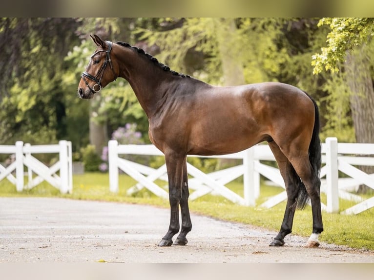 Trakehner Wallach 3 Jahre 167 cm Brauner in Panker