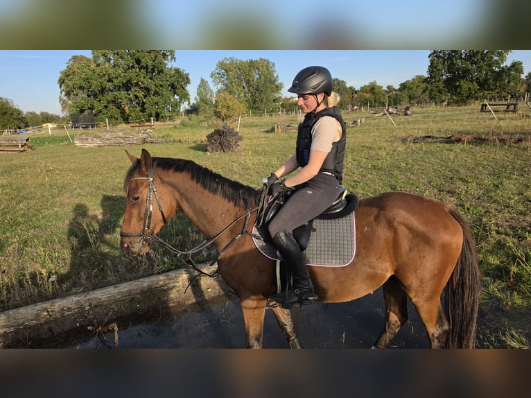 Trakehner Wallach 3 Jahre 167 cm Brauner in Kummersdorf-Gut