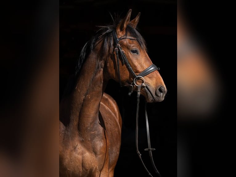 Trakehner Wallach 3 Jahre 167 cm Brauner in Kummersdorf-Gut