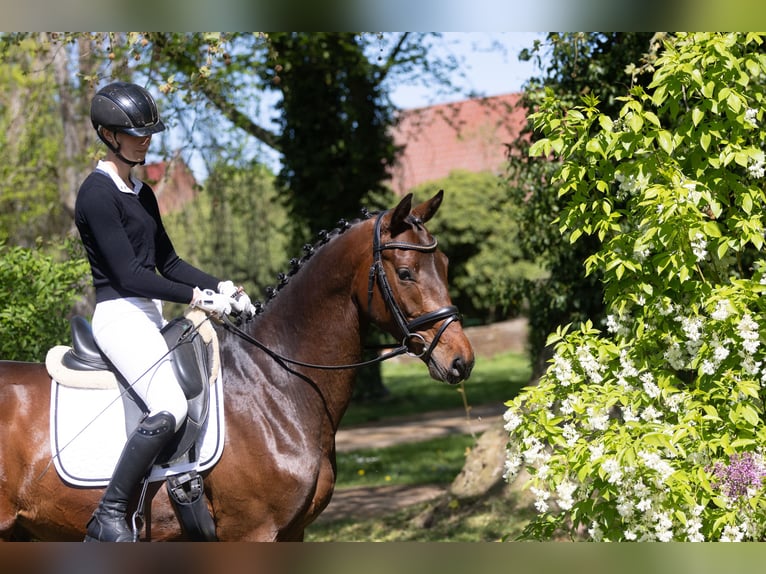 Trakehner Wallach 3 Jahre 167 cm Brauner in Wutzetz bei Neustadt