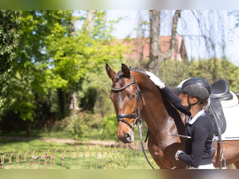 Trakehner Wallach 3 Jahre 167 cm Brauner in Wutzetz bei Neustadt