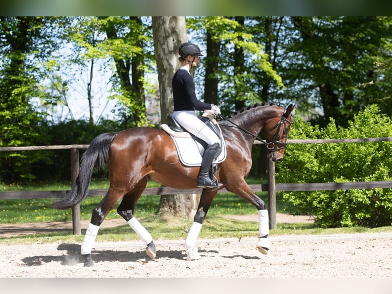 Trakehner Wallach 3 Jahre 167 cm Brauner in Wutzetz bei Neustadt
