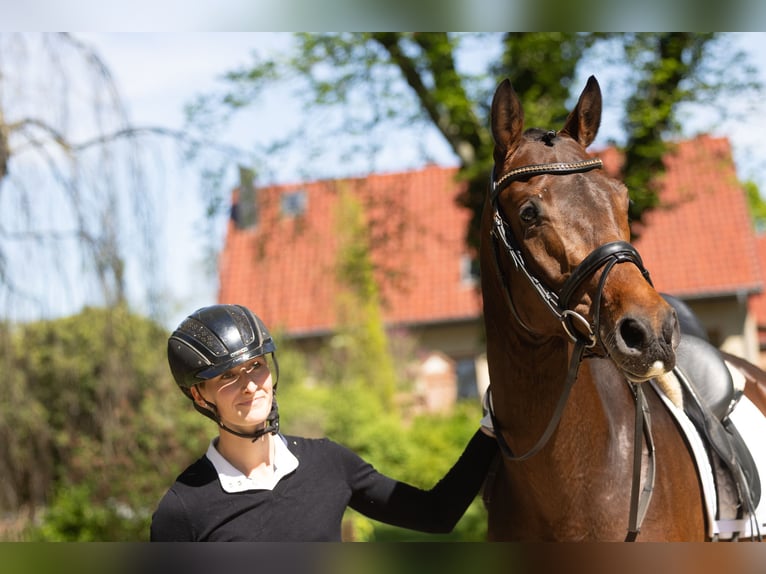 Trakehner Wallach 3 Jahre 167 cm Brauner in Wutzetz bei Neustadt