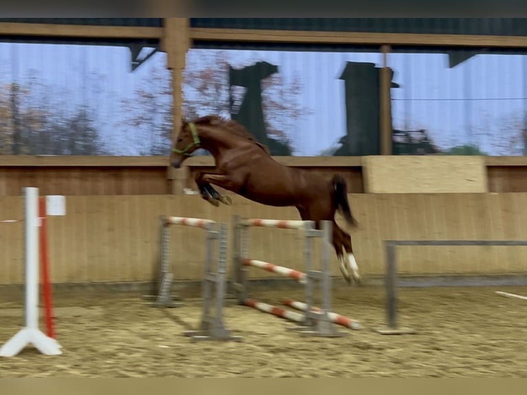 Trakehner Wallach 3 Jahre 167 cm Fuchs in Löbau