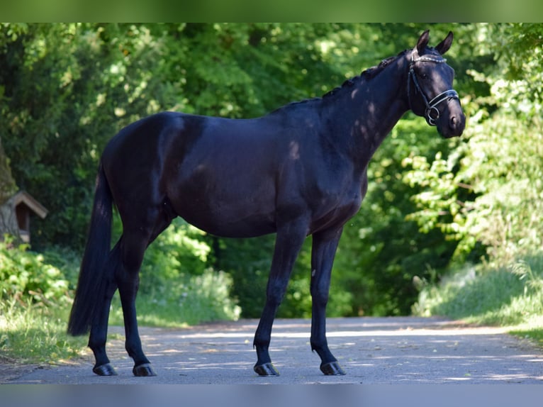 Trakehner Wallach 3 Jahre 167 cm Rappe in Hohen Neuendorf