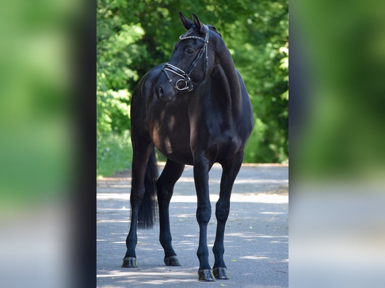 Trakehner Wallach 3 Jahre 167 cm Rappe in Hohen Neuendorf