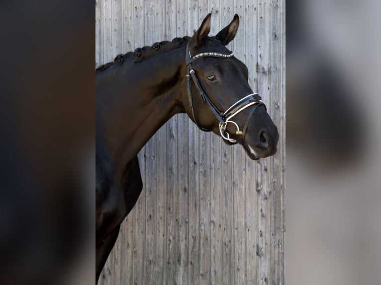 Trakehner Wallach 3 Jahre 167 cm Rappe in Hohen Neuendorf