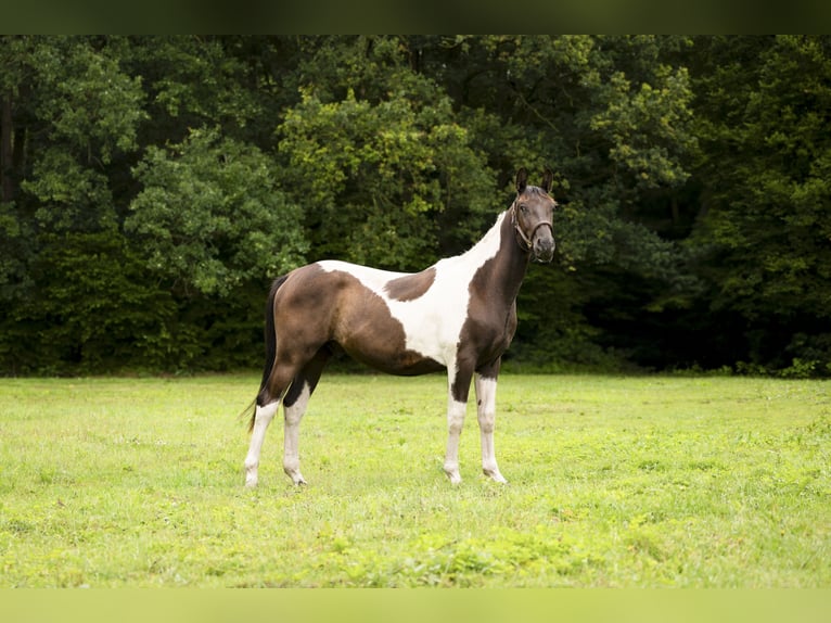 Trakehner Wallach 3 Jahre 167 cm Schecke in Lüdersdorf