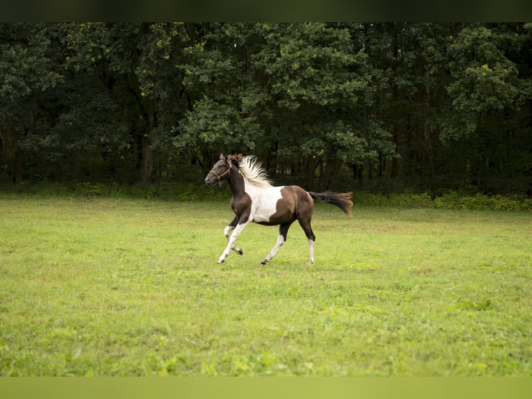 Trakehner Wallach 3 Jahre 167 cm Schecke in Lüdersdorf